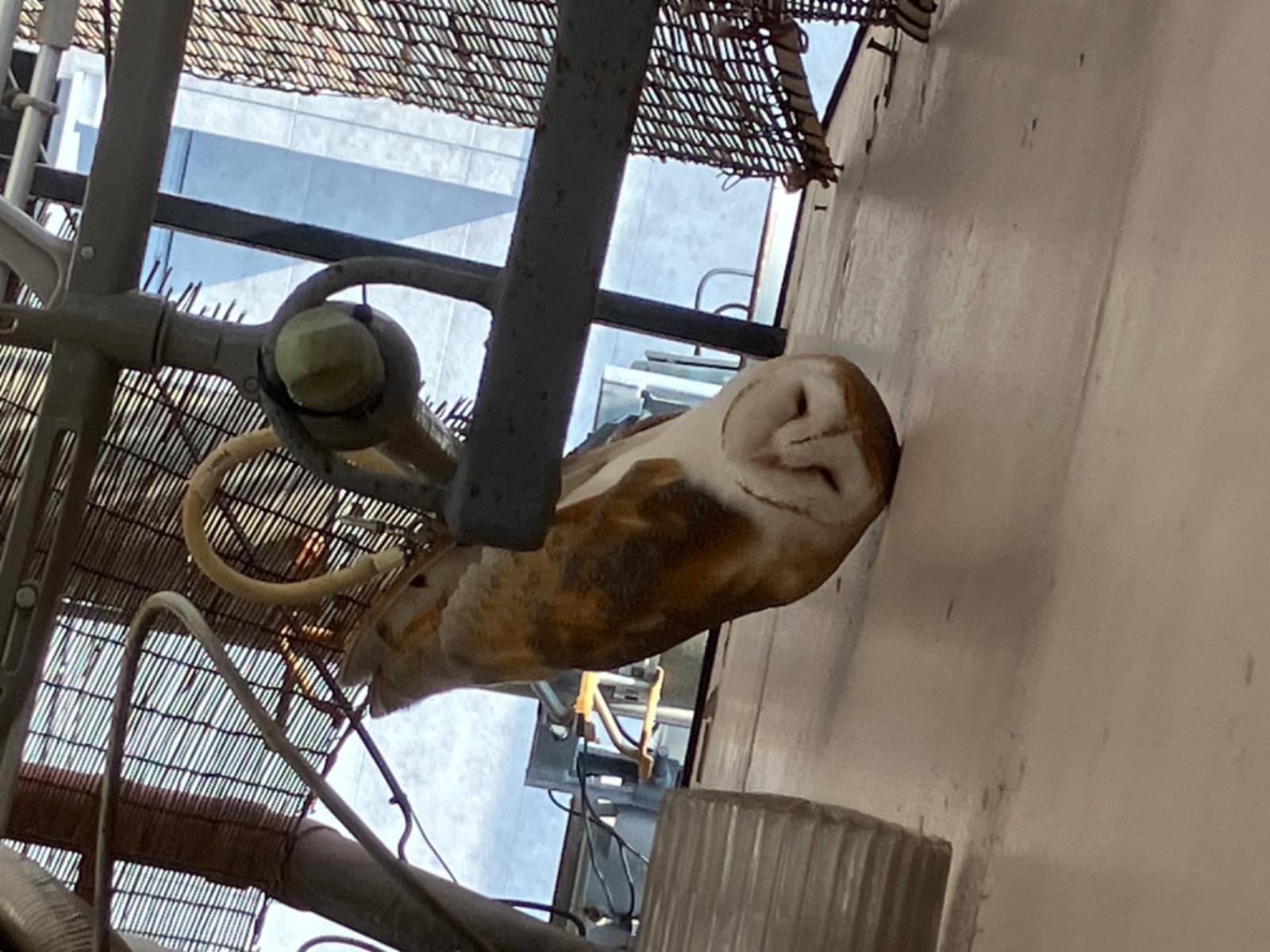保護された鳥 保護された鳥
