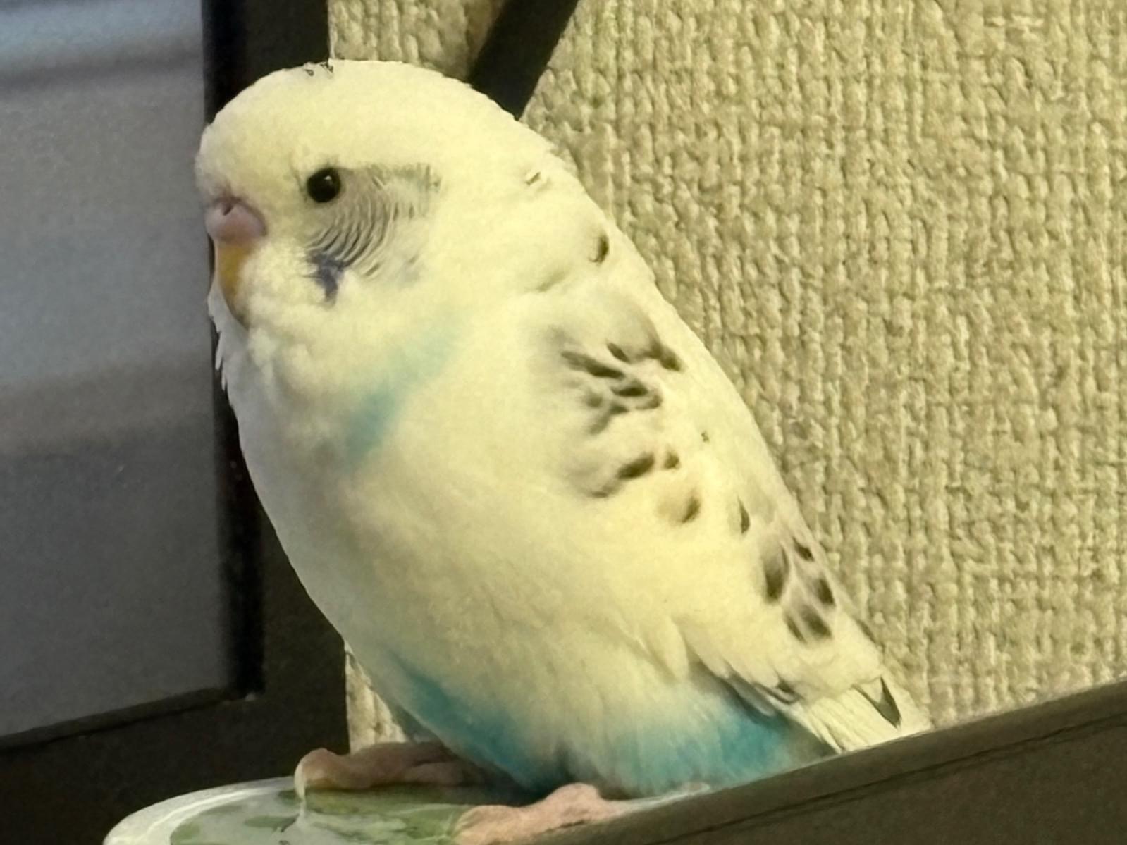 マリンちゃん マリンちゃん