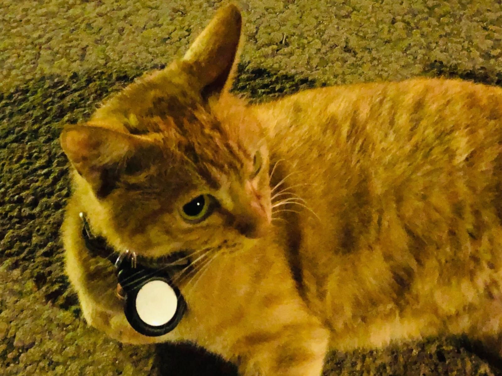 保護された猫 保護された猫