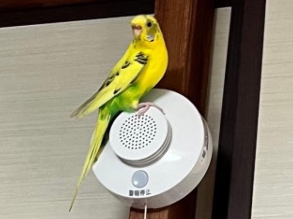 あずちゃん あずちゃん