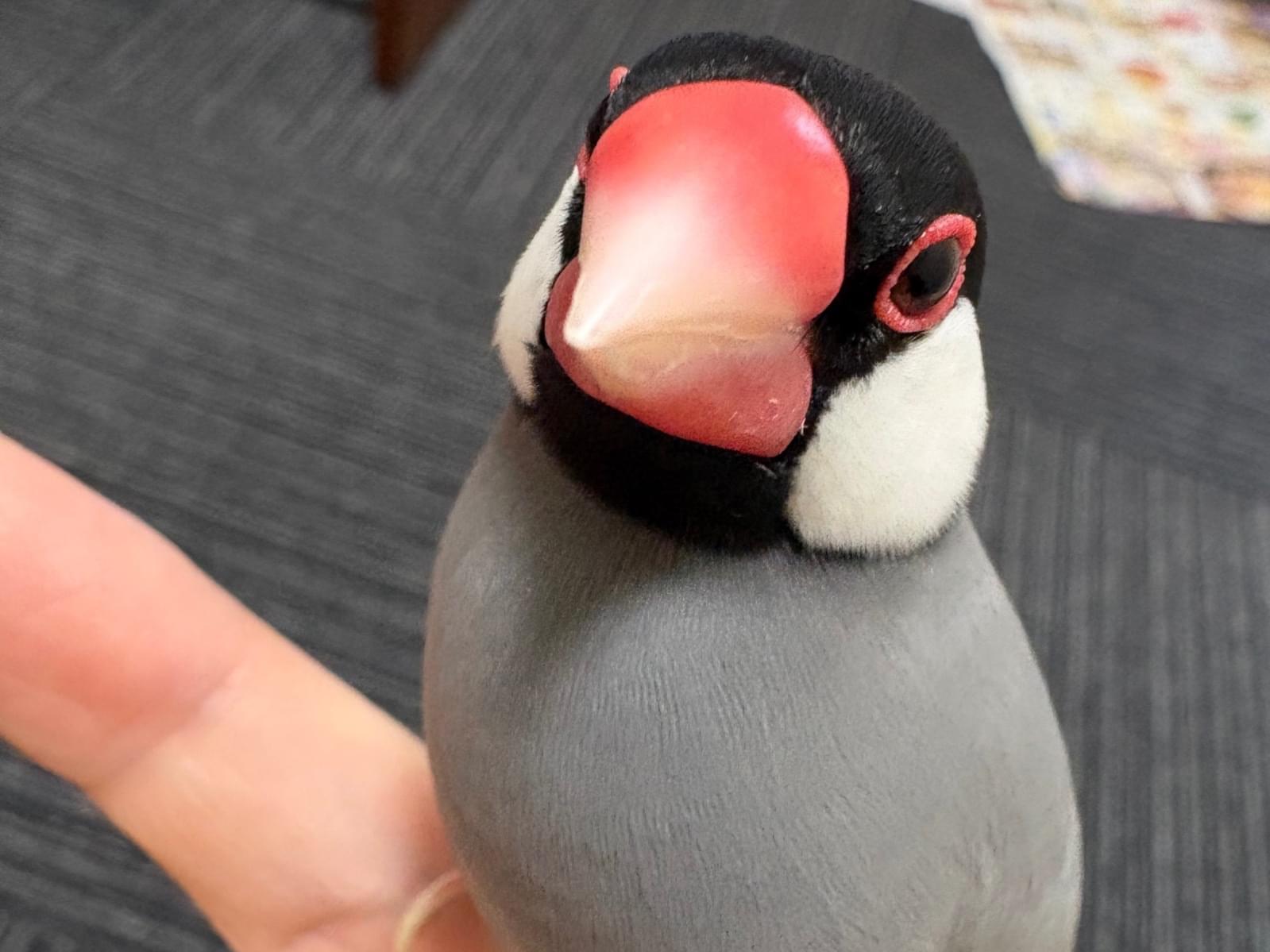 くうちゃん くうちゃん