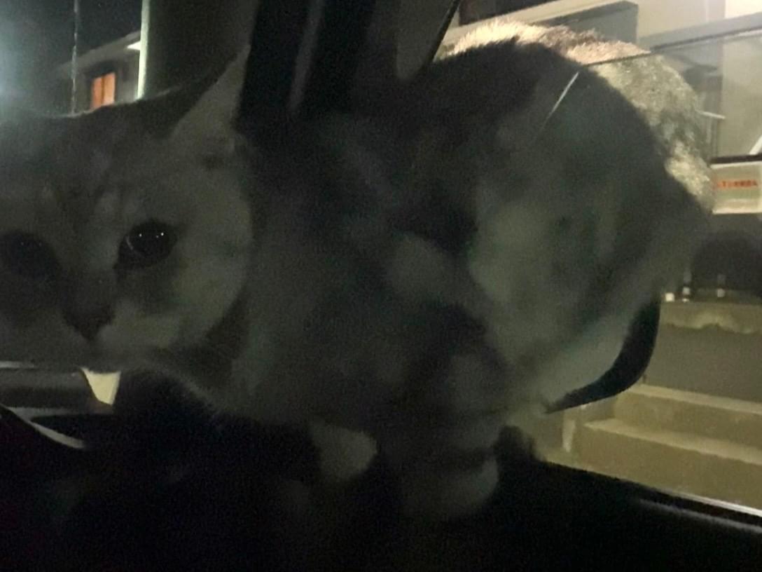 目撃された猫 目撃された猫