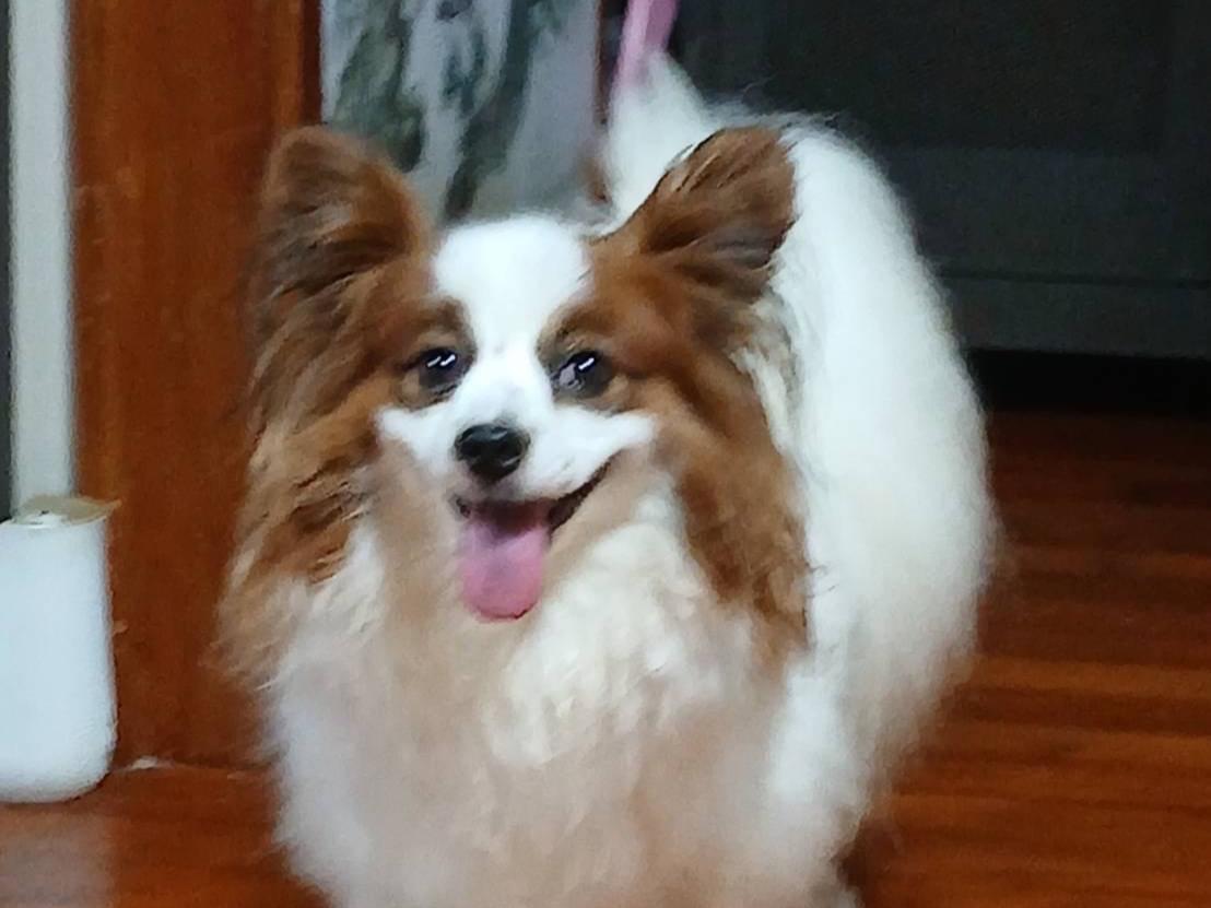 ココアちゃん ココアちゃん