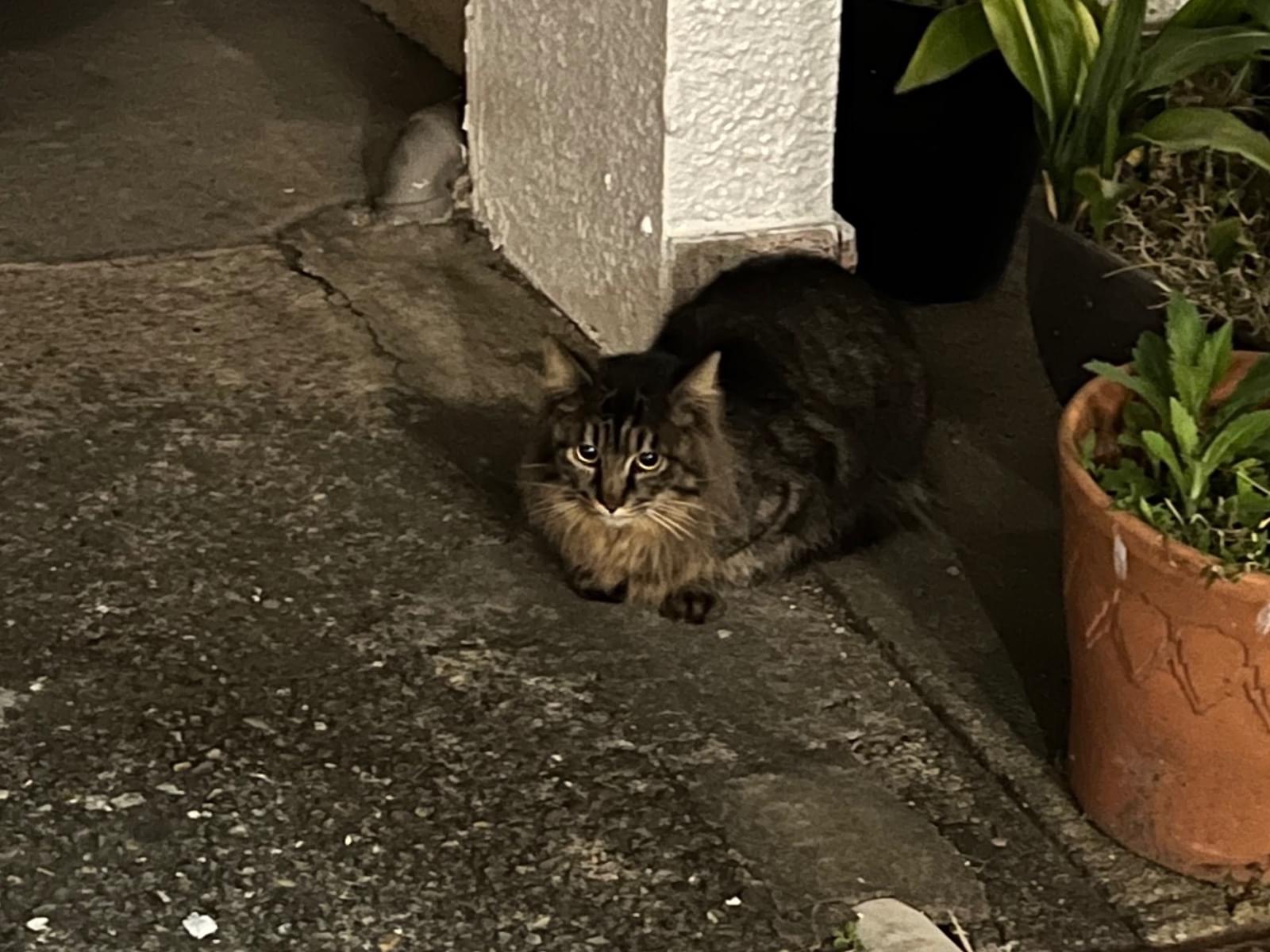 もふ太ちゃん もふ太ちゃん