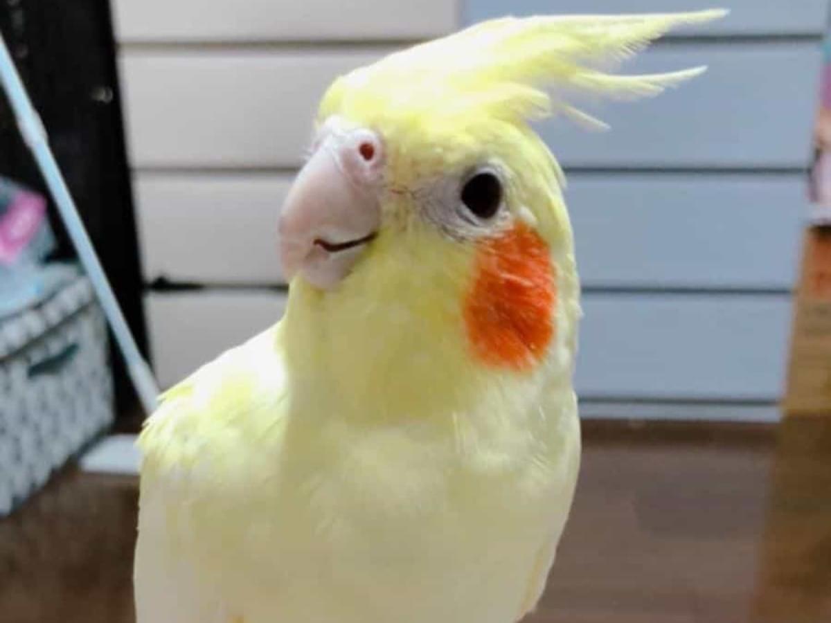 れもんちゃん れもんちゃん