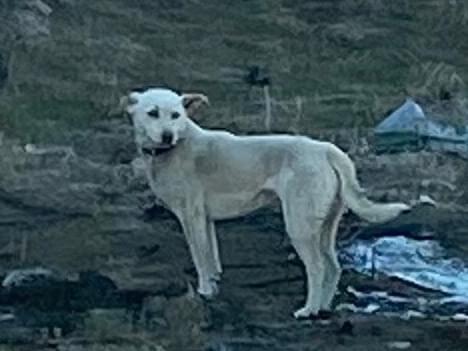 目撃された犬 目撃された犬