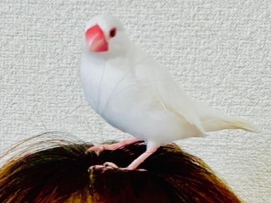 さくらこちゃん さくらこちゃん