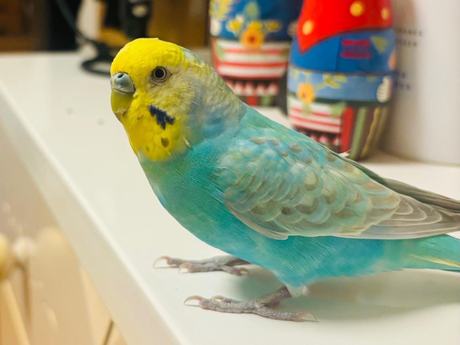 ルルちゃん ルルちゃん