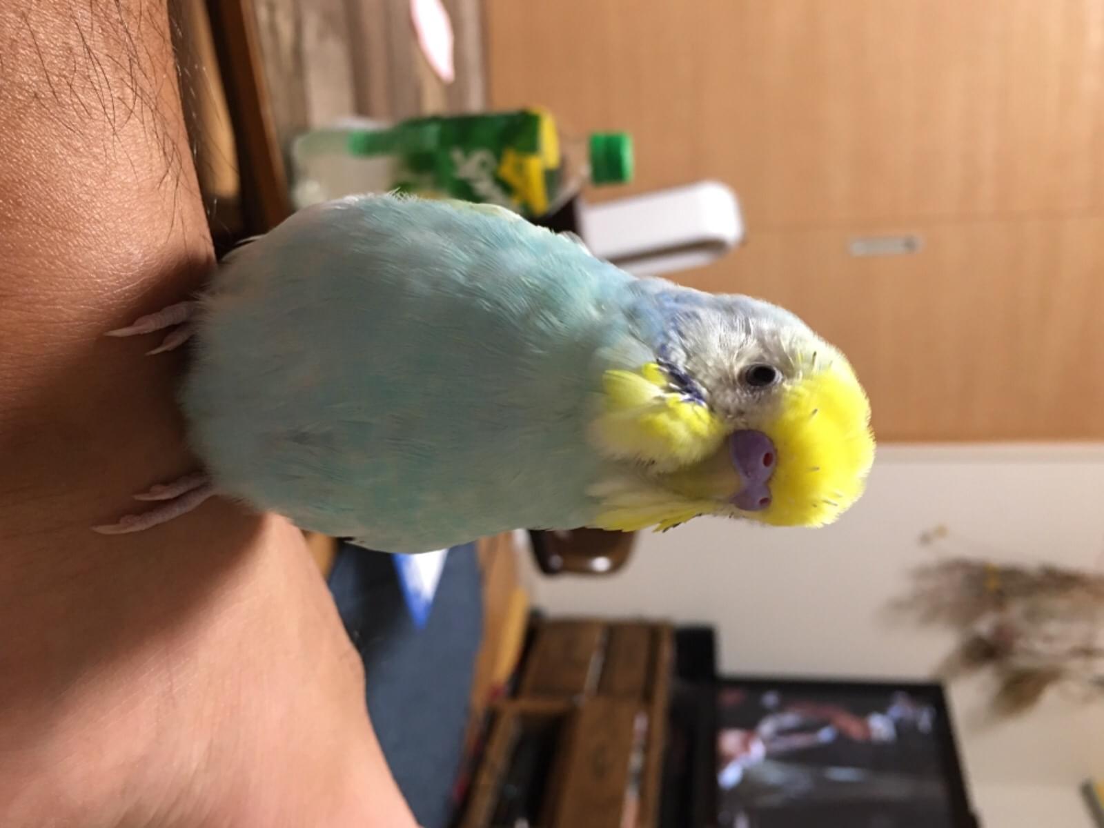 ピーちゃん ピーちゃん