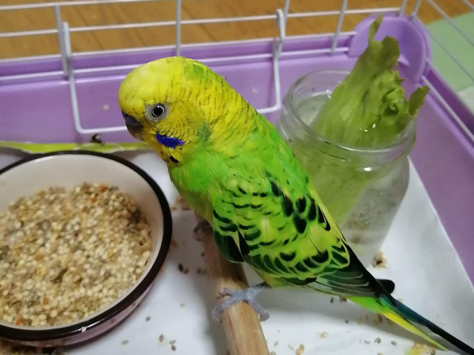 保護された鳥 保護された鳥
