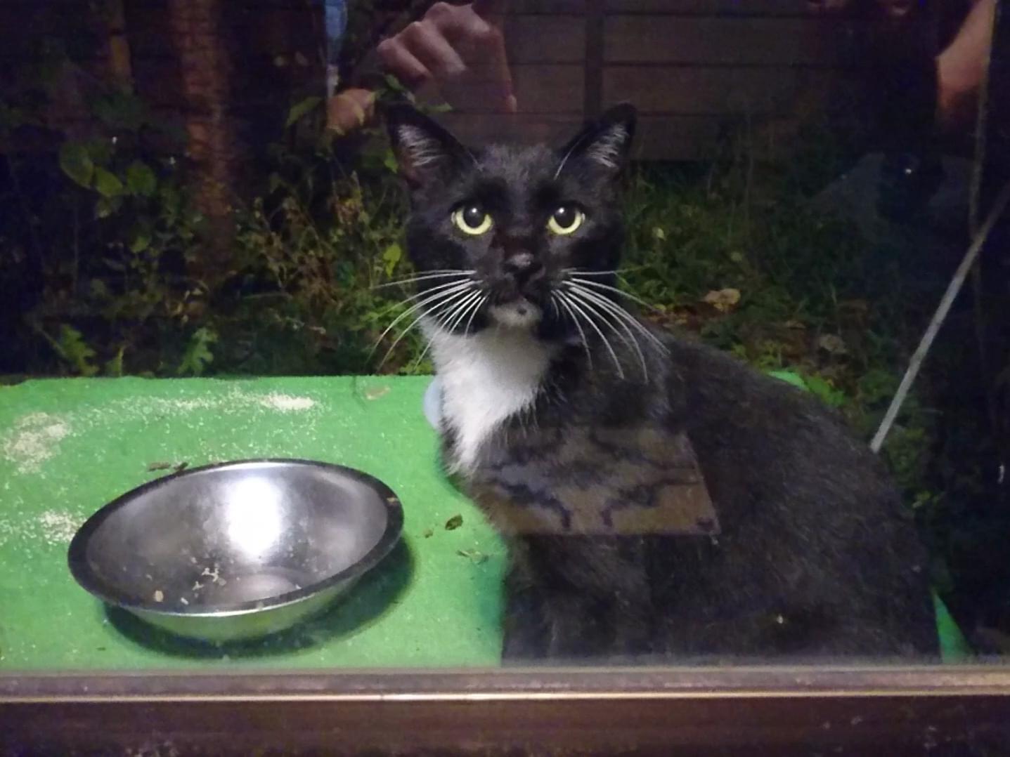 目撃された猫 目撃された猫