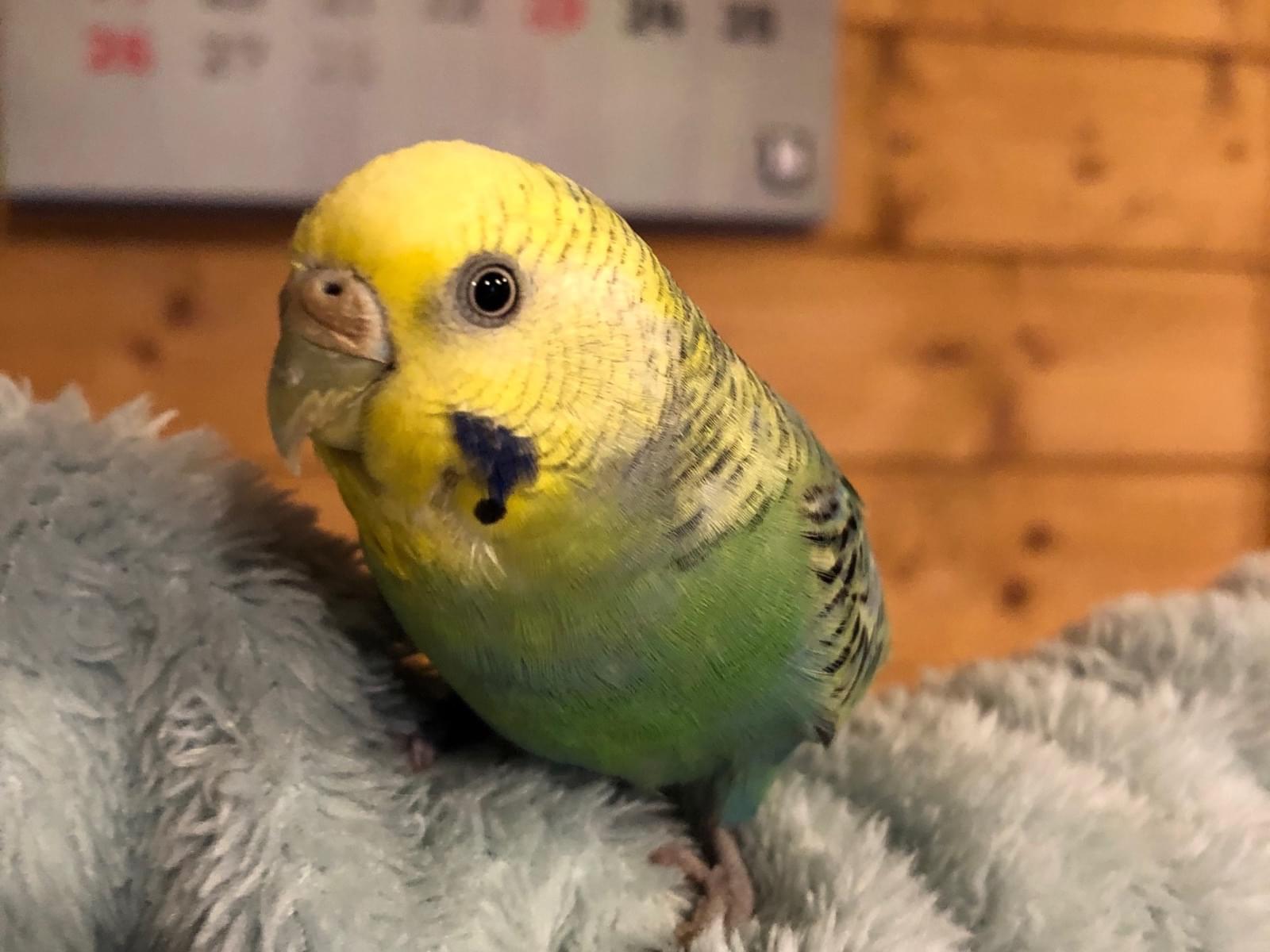 保護された鳥 保護された鳥