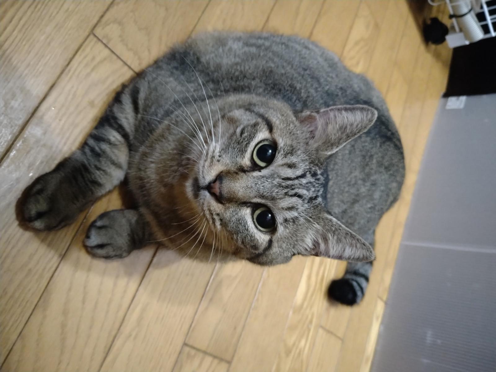 保護された猫 保護された猫