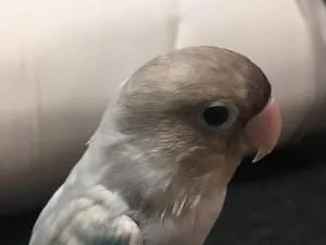 白ボタンインコ