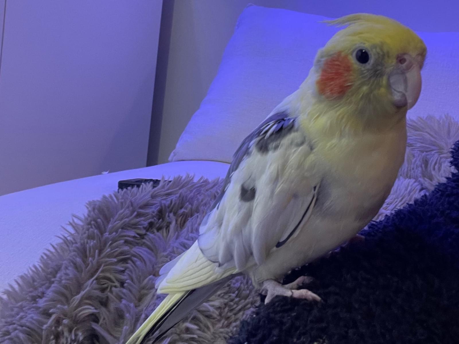 ポッポちゃん