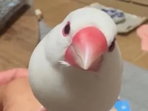 白文鳥を探しています