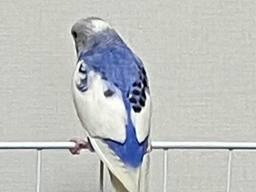 フジちゃん フジちゃん