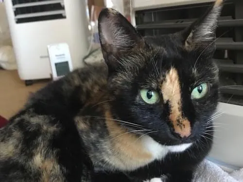 サビ猫、手作りリボン首輪、痩せ型