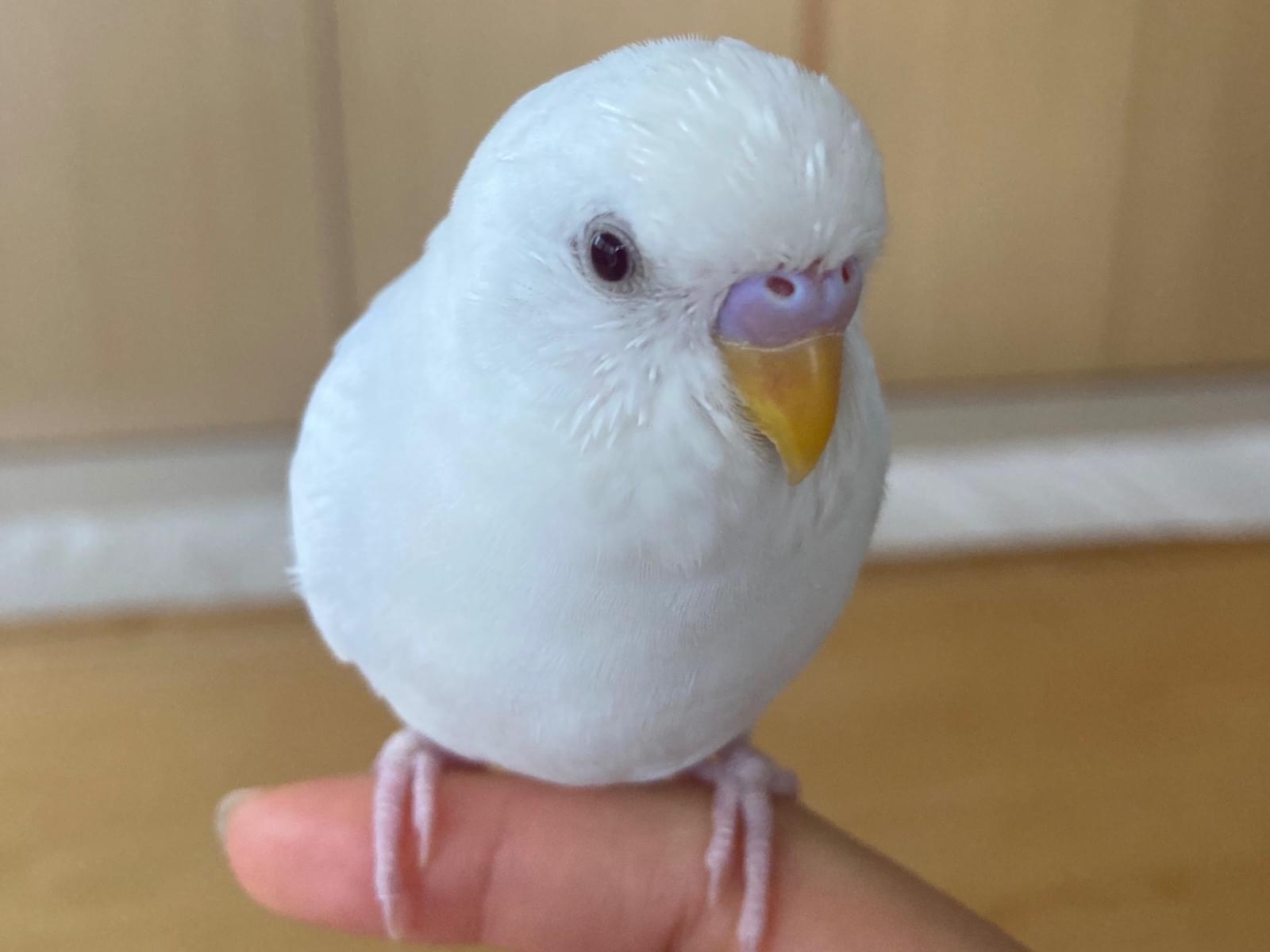りるちゃん
