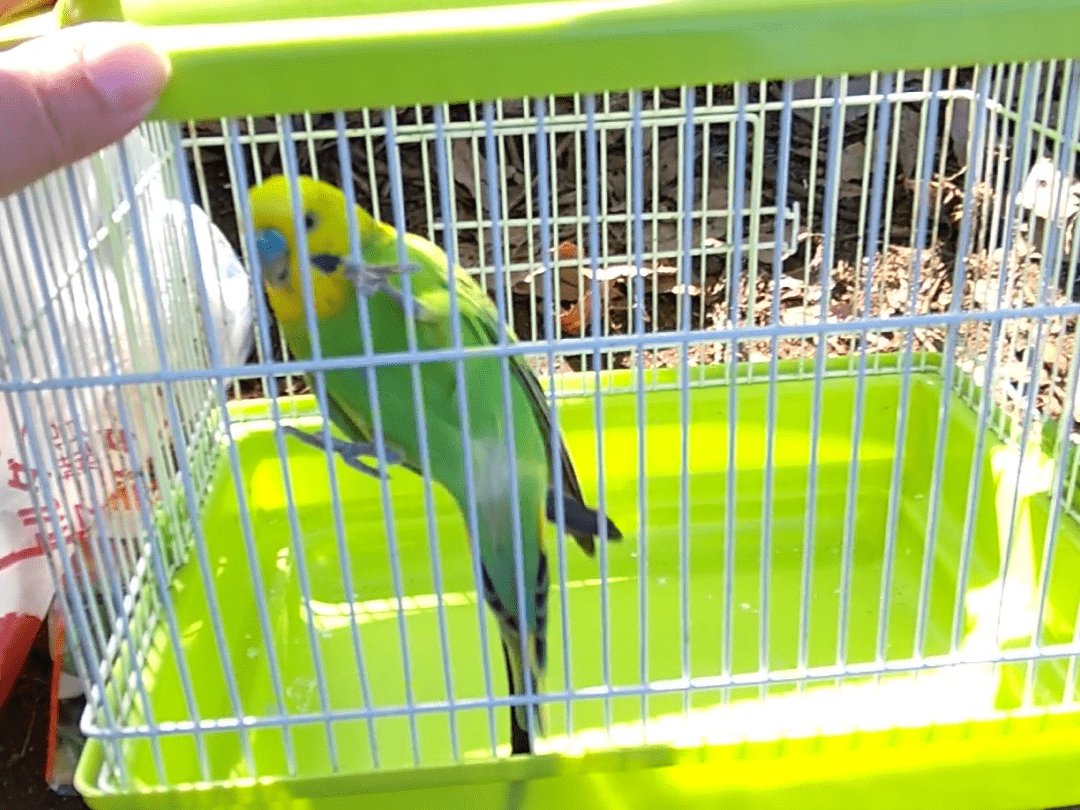 保護された鳥 保護された鳥