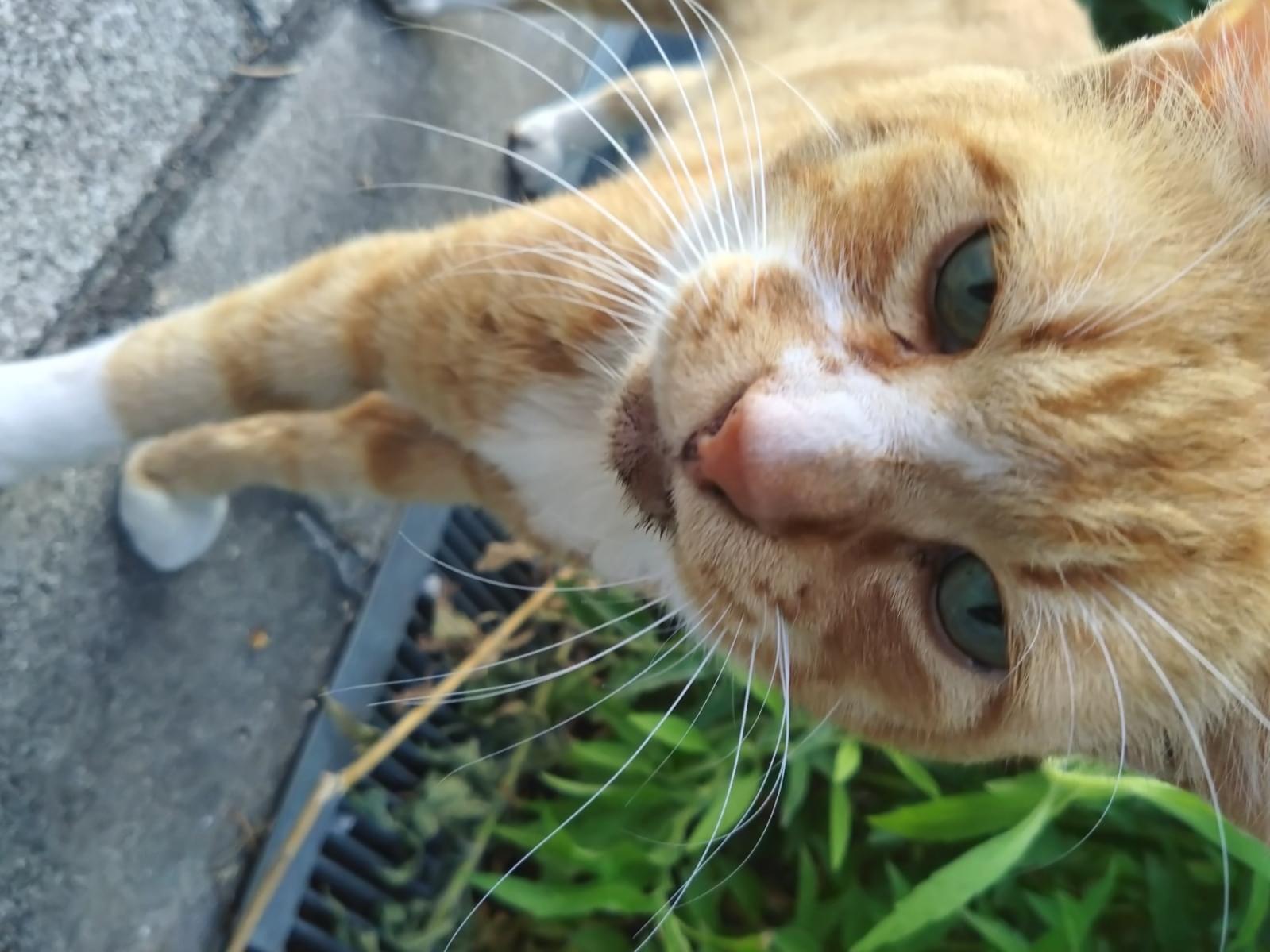 保護された猫 保護された猫