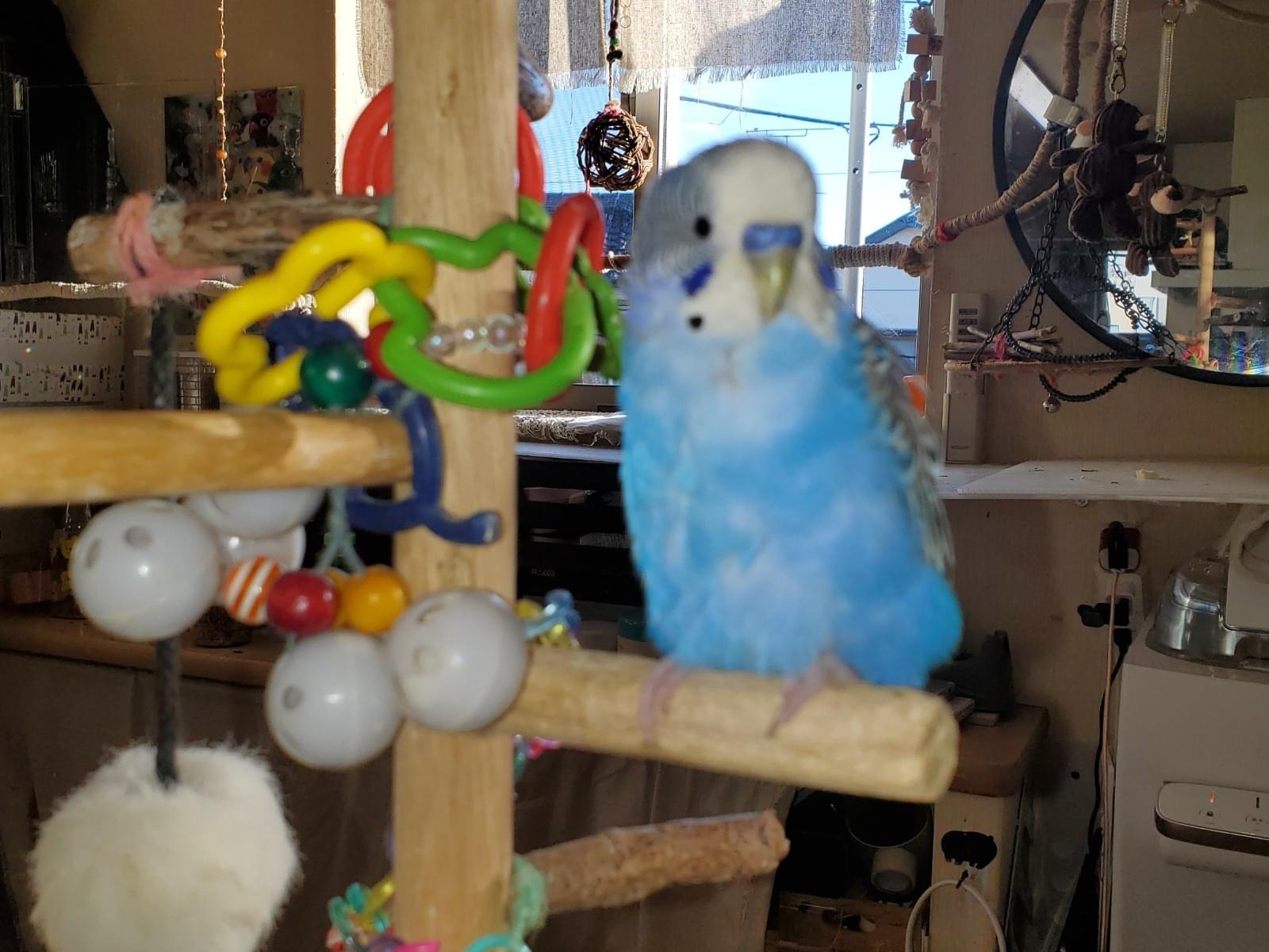 保護された鳥 保護された鳥