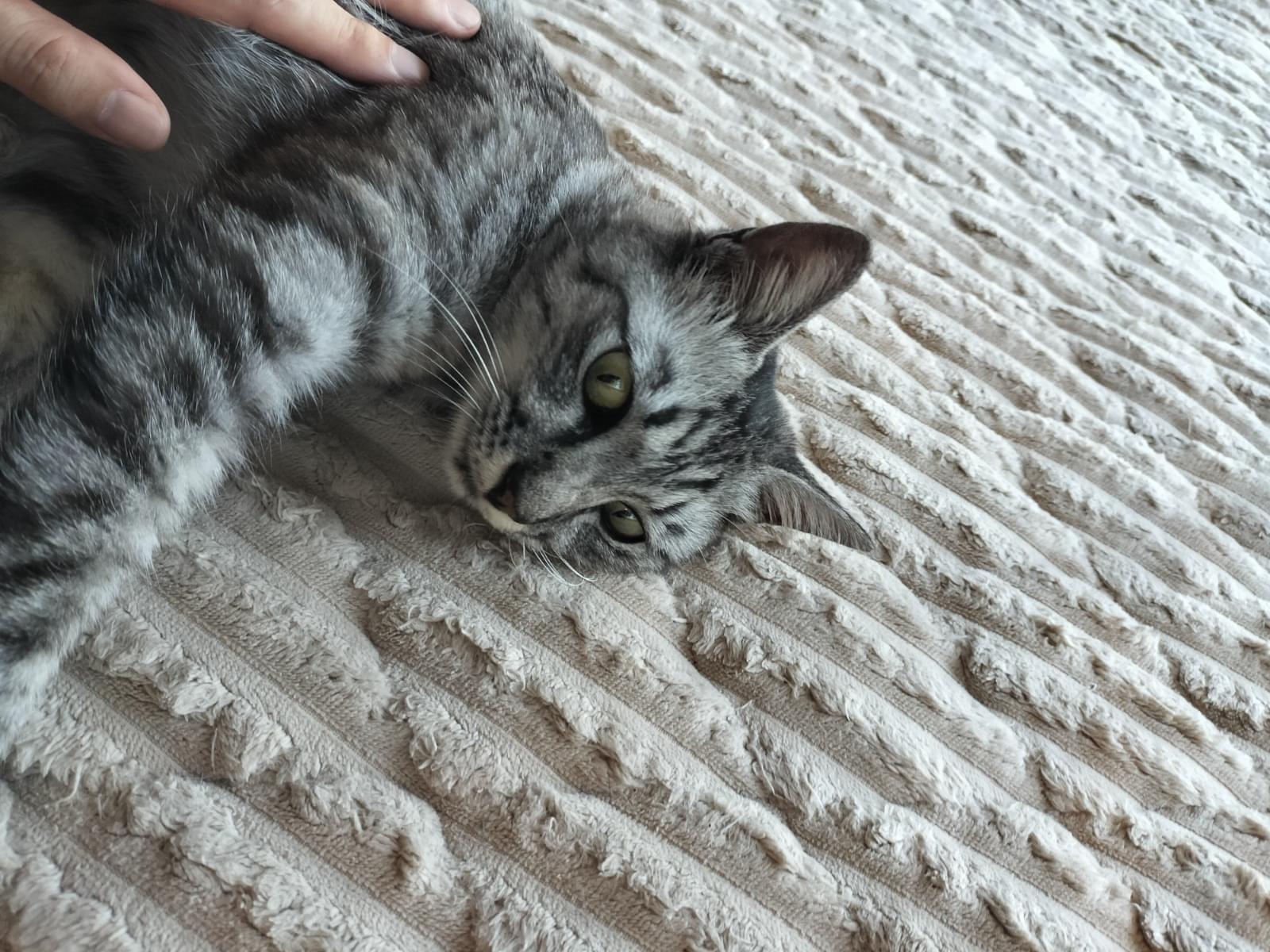 保護された猫 保護された猫