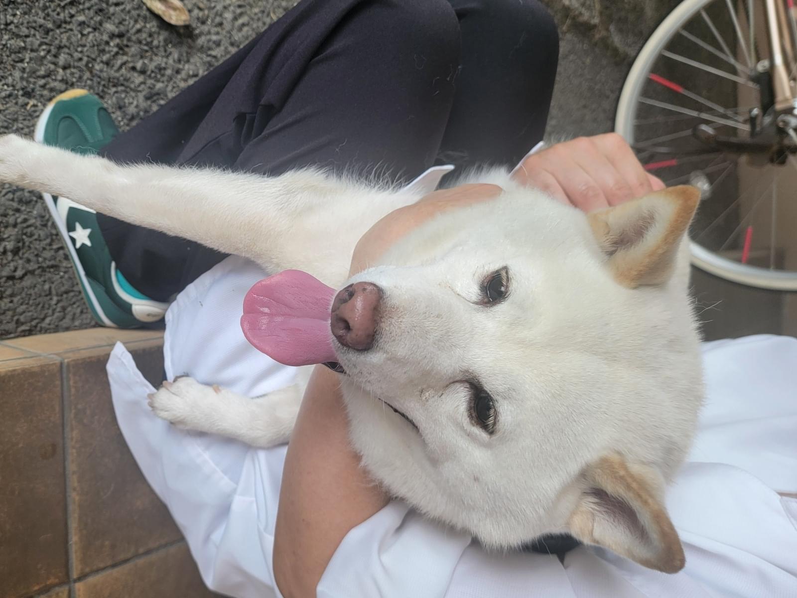 保護された犬 保護された犬