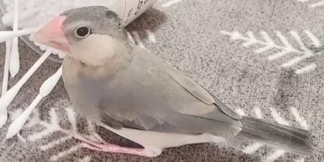 【期間限定特価】 桜文鳥の雛を探しています。 その他