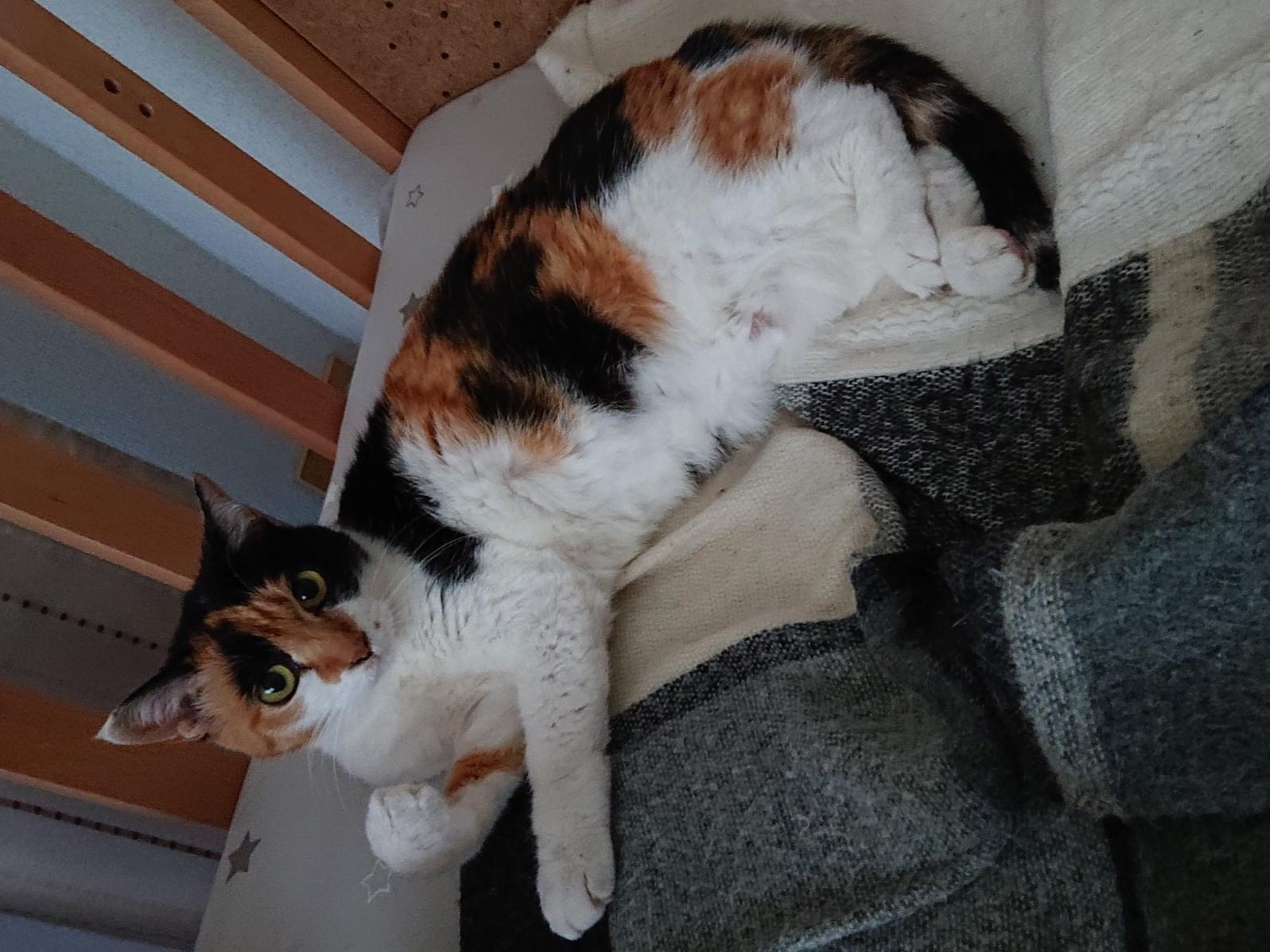 まるちゃん まるちゃん