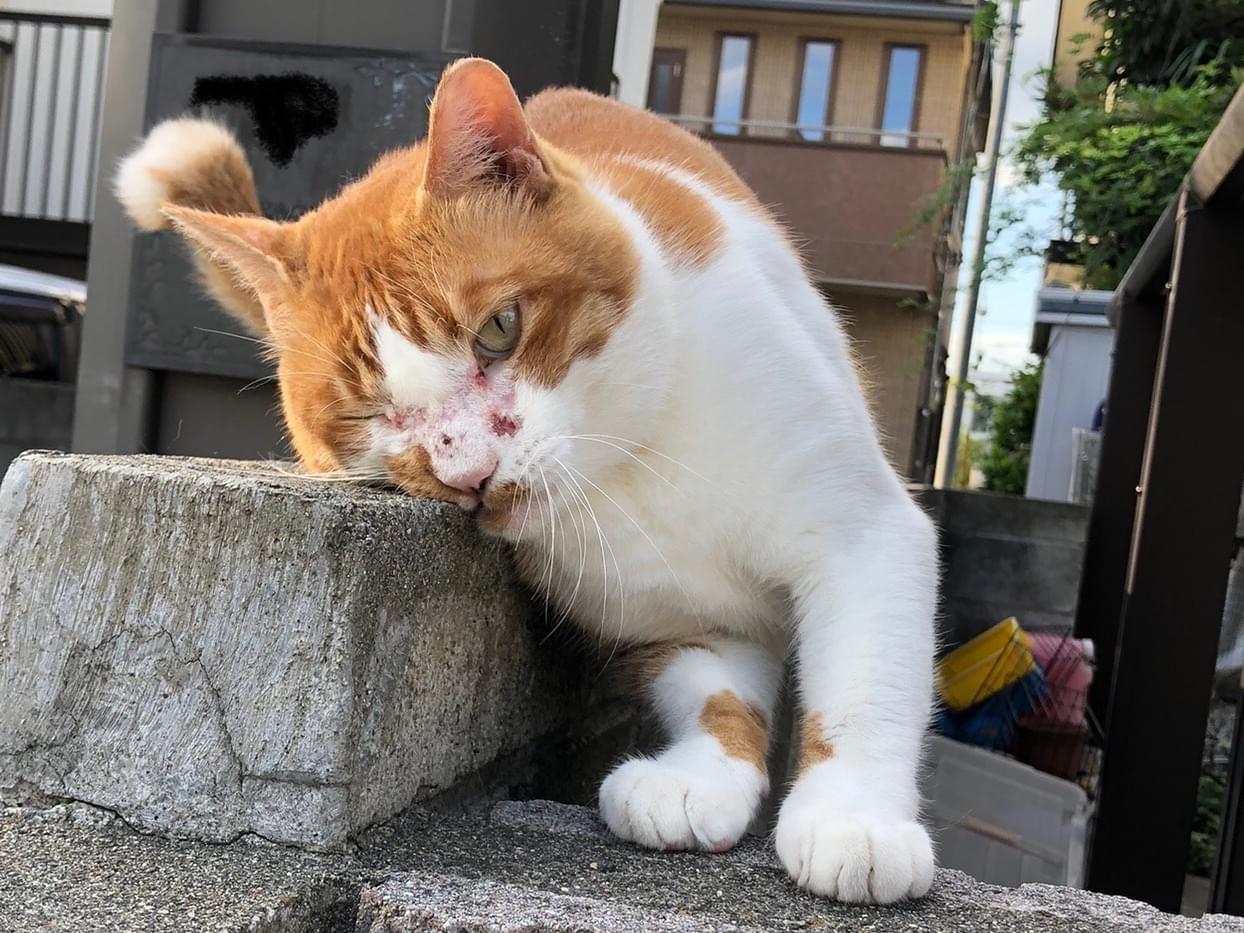 目撃された猫 目撃された猫