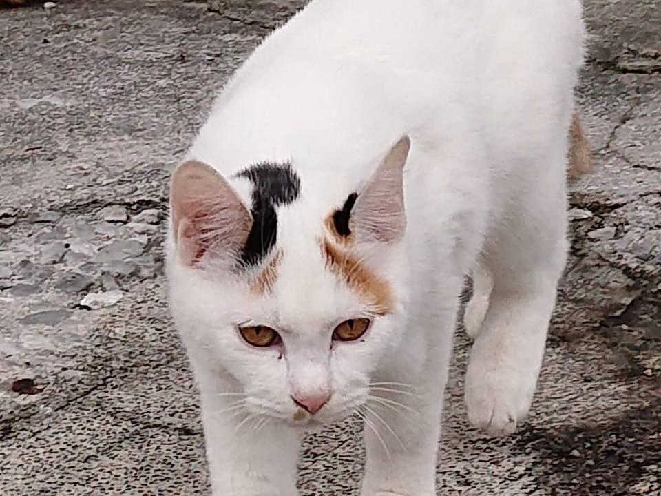 ハッちゃん ハッちゃん