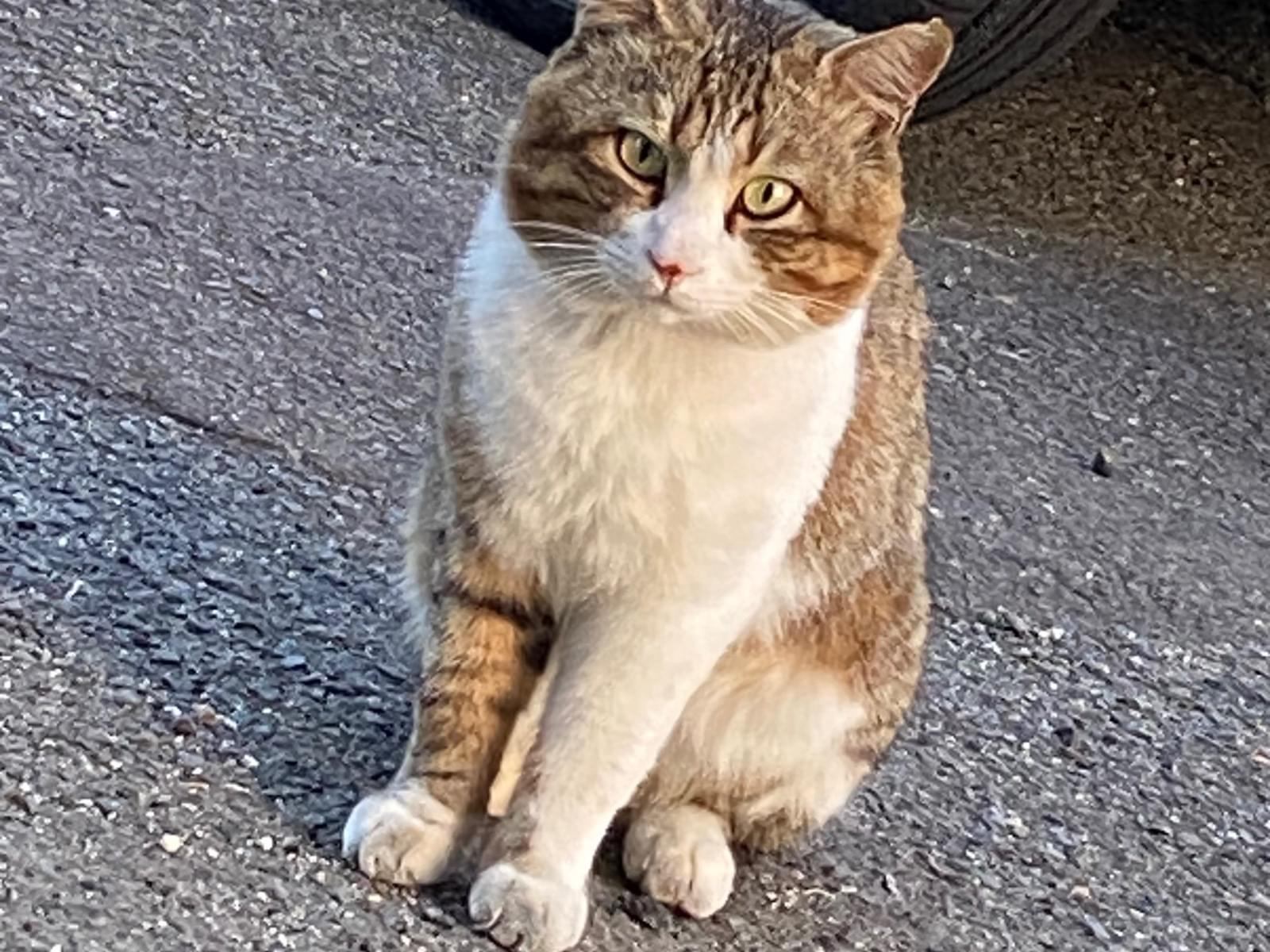 目撃された猫 目撃された猫