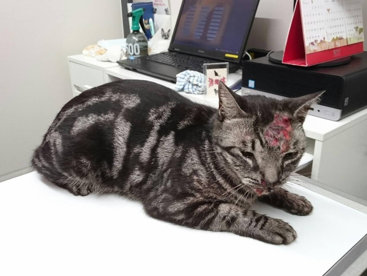 保護された猫 保護された猫