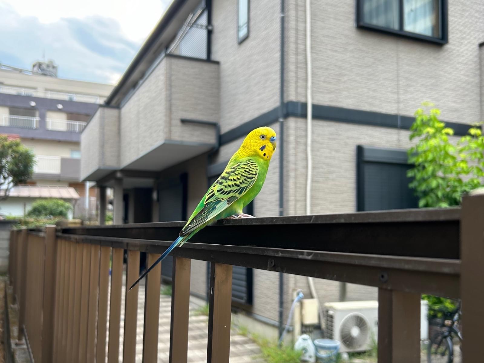 目撃された鳥 目撃された鳥