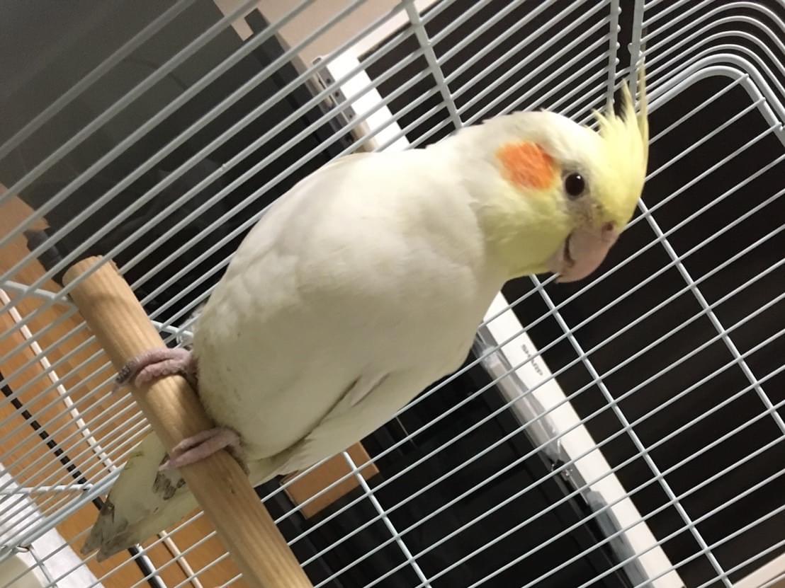 保護された鳥 保護された鳥