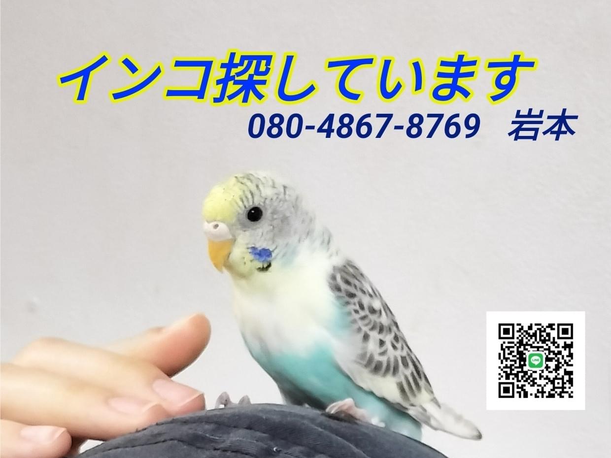 ルーちゃん ルーちゃん