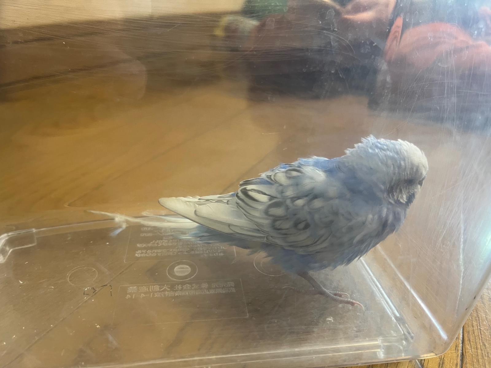 保護された鳥 保護された鳥
