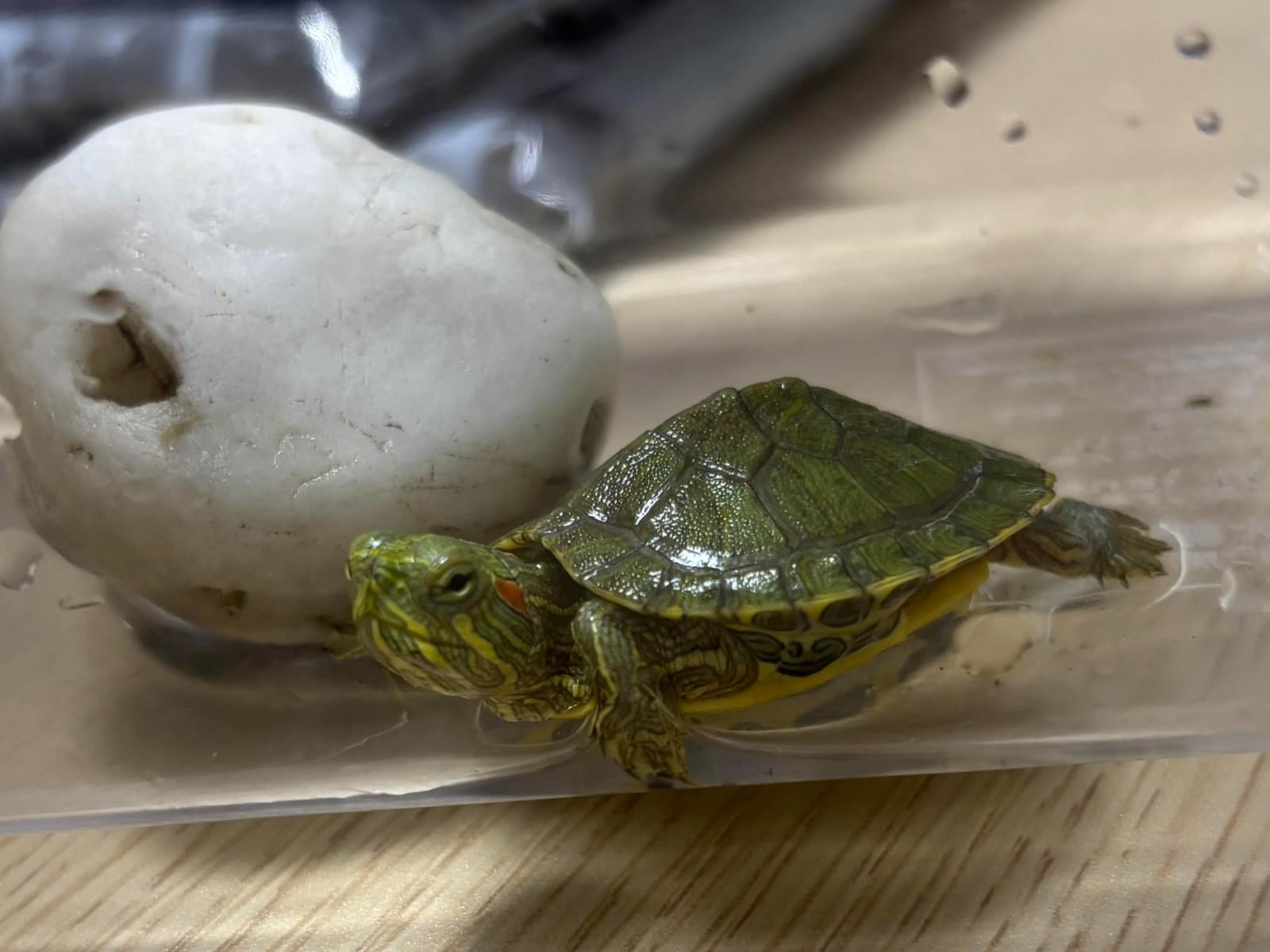 保護されたペット 保護されたペット