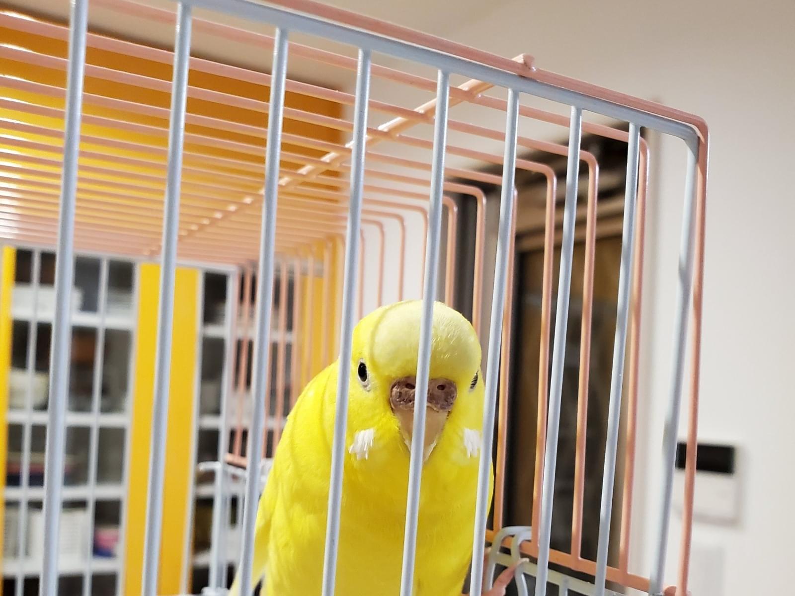 保護された鳥 保護された鳥