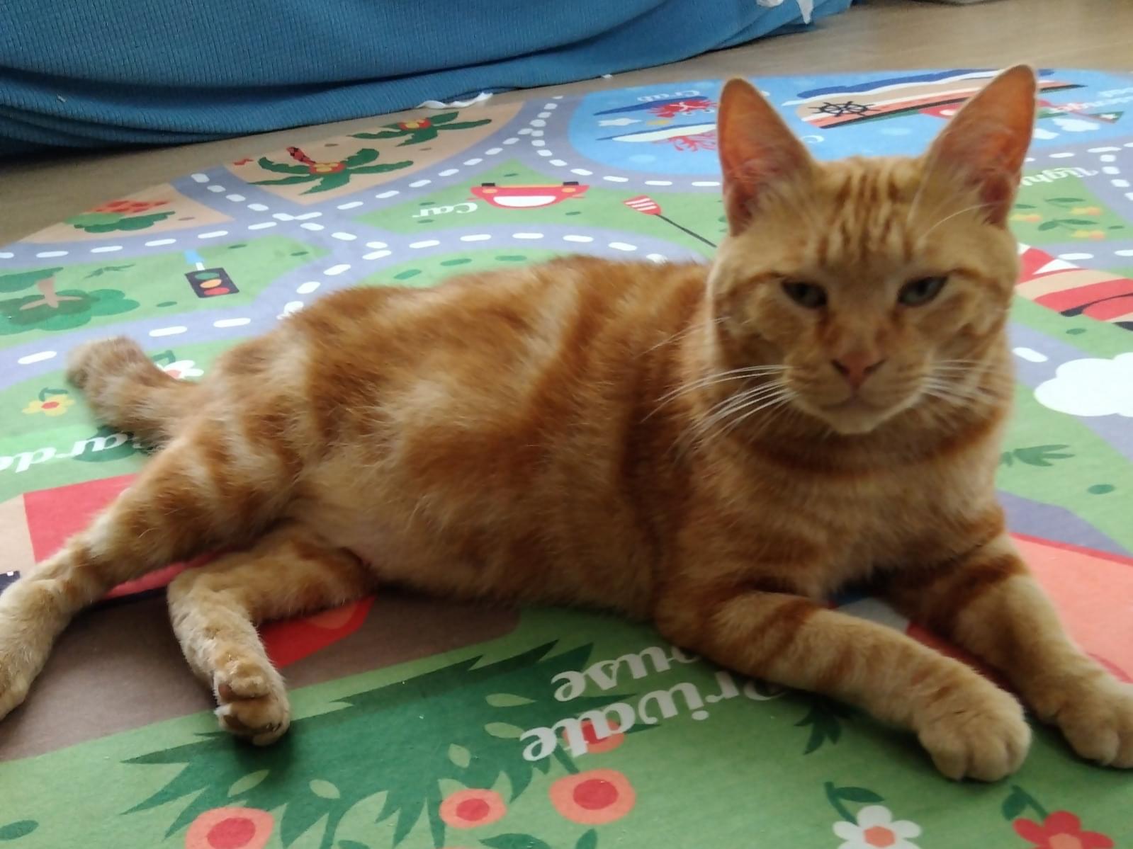 保護された猫 保護された猫