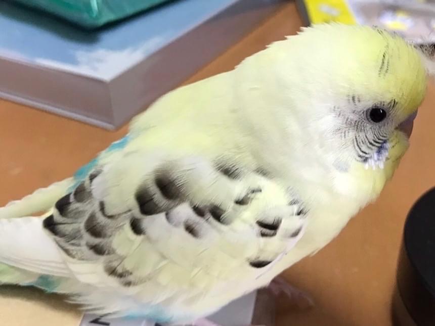 ラムネちゃん ラムネちゃん