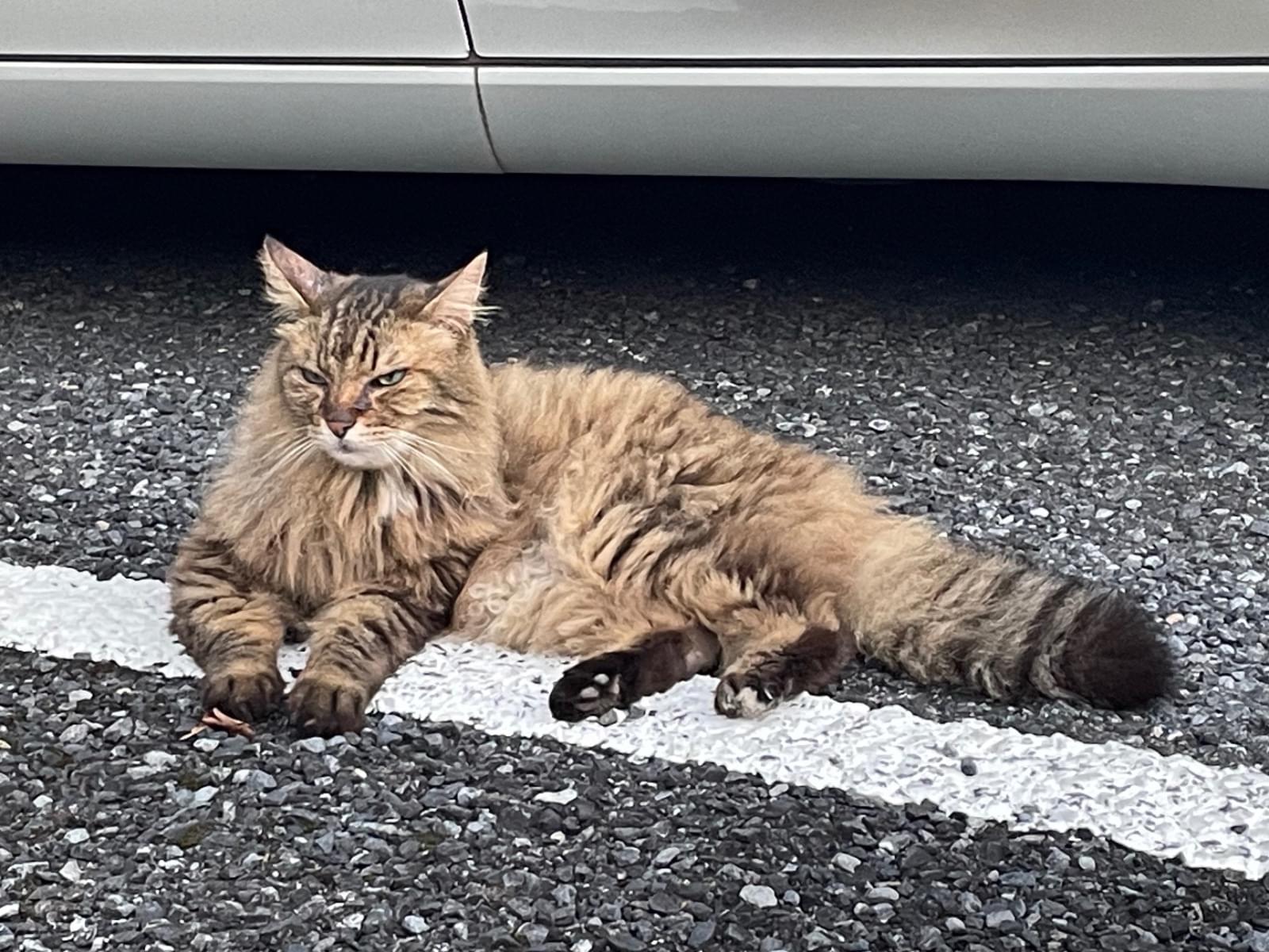 目撃された猫