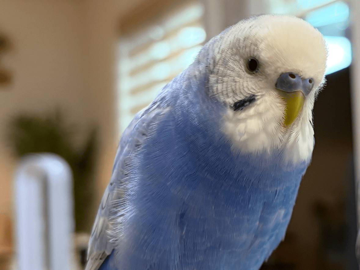 ぐりちゃん ぐりちゃん