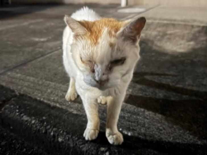 目撃された猫 目撃された猫