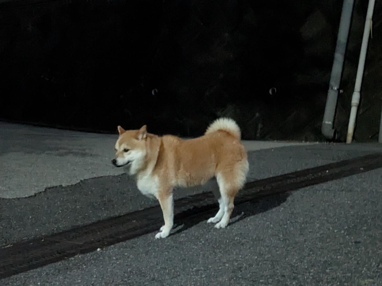 目撃された犬 目撃された犬