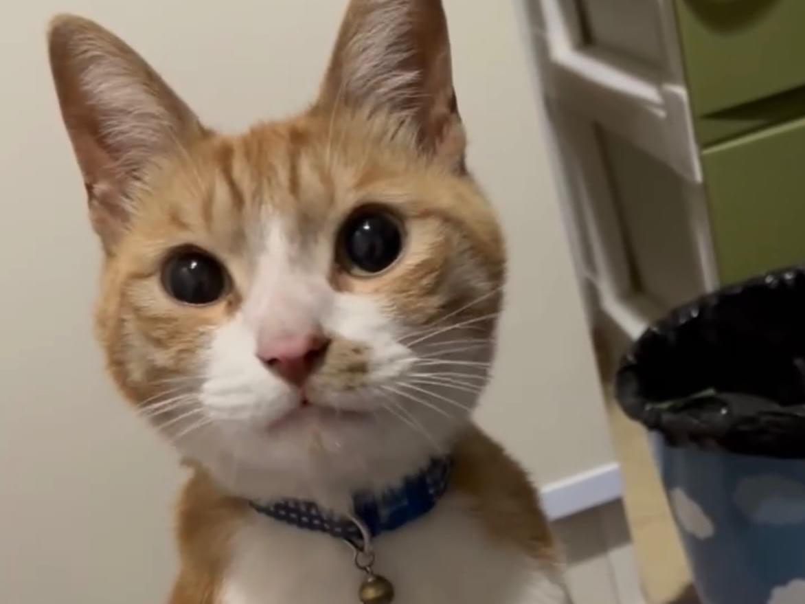 保護された猫