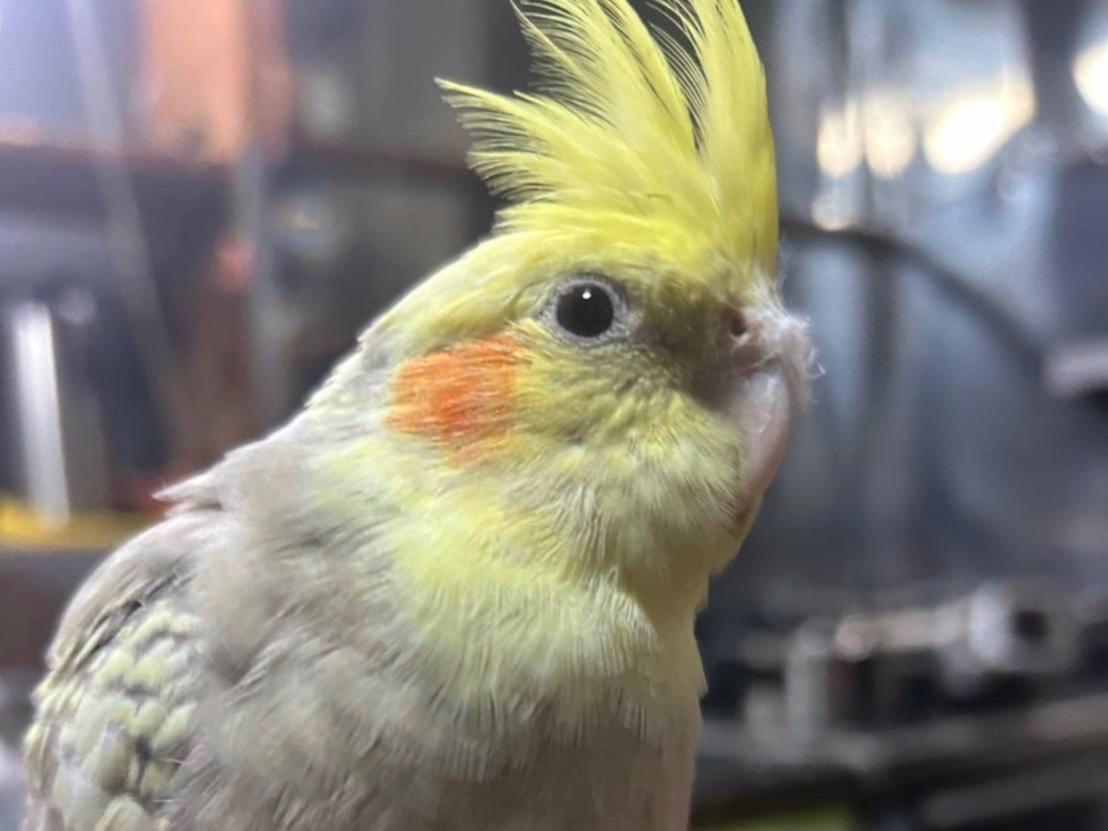 パールちゃん パールちゃん