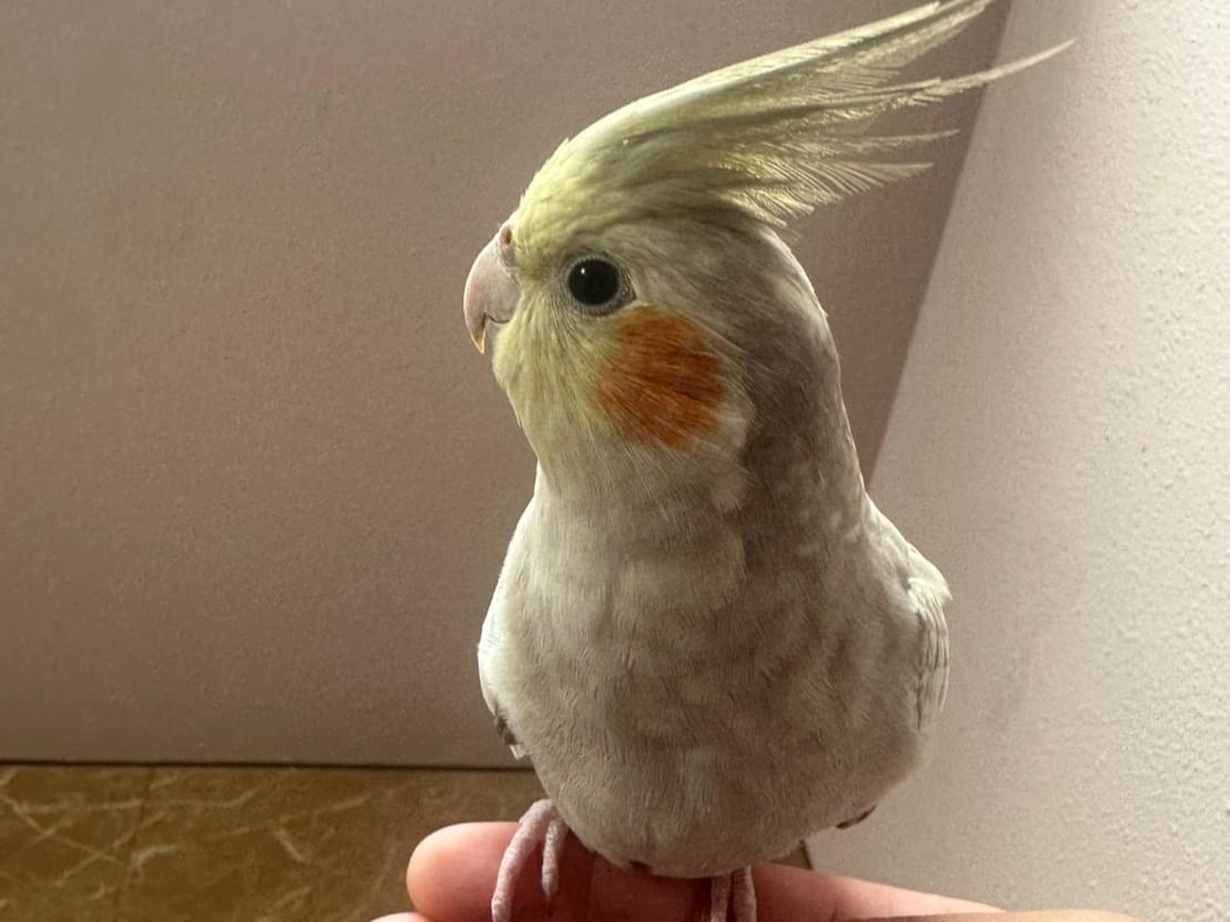 保護された鳥 保護された鳥