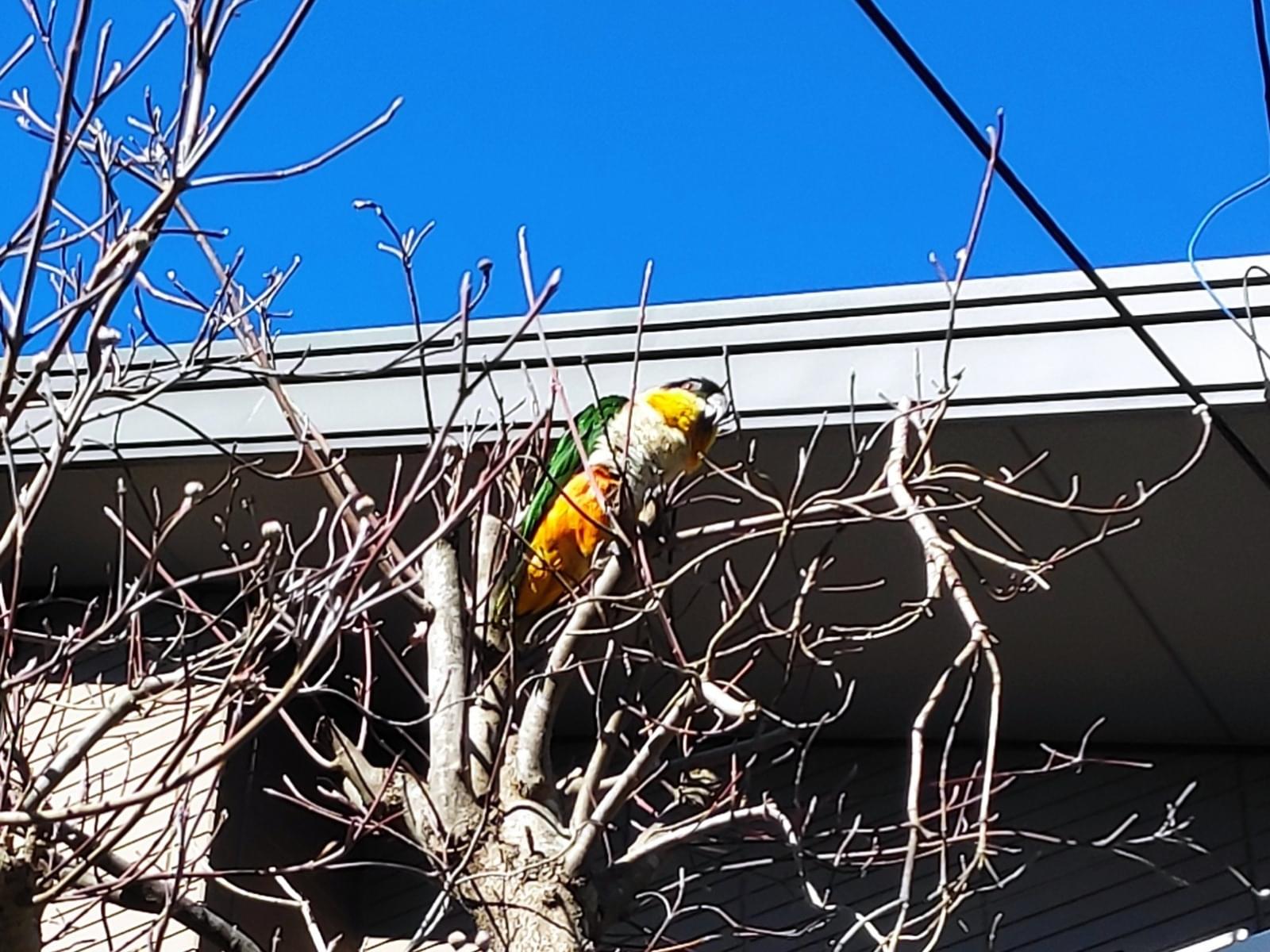 目撃された鳥 目撃された鳥
